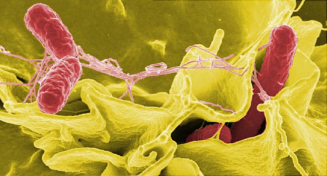 salmonella infection is the main cause of food poisoning