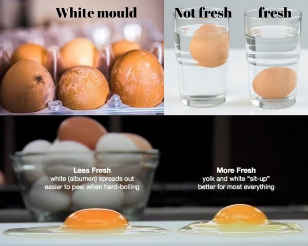 food poisoning due to bad eggs